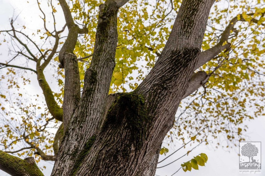 Beautiful elm tree showing its yellow winter leaves in Burwood landscape design