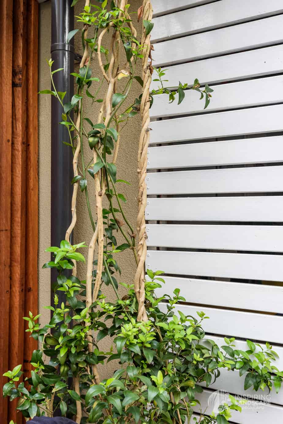 Closeup of jasmine climbing the trellis in Hawthorn East landscape design by Parveen Dhaliwal