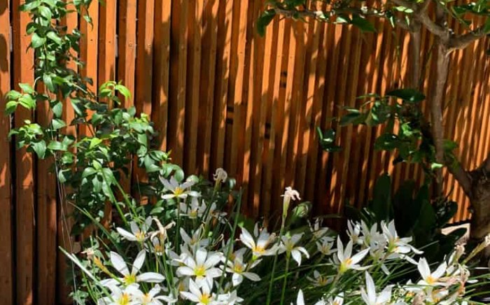 White flowers in Hawthorn East garden design