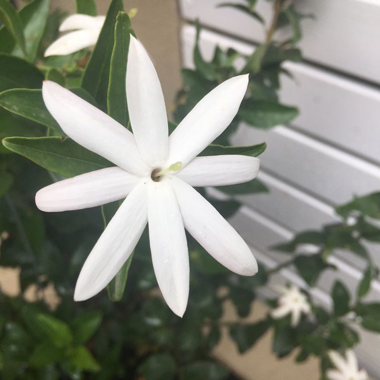 Star jasmine flowers in Hawthorn East garden design