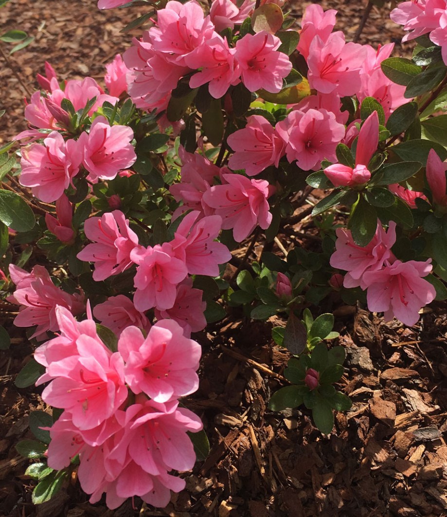 Apricot pink azalea in Surrey Hills landscape design