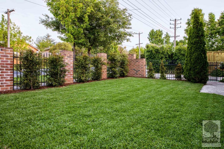 Green lawn surrounded by hedges in Surrey Hills garden design by Parveen Dhaliwal