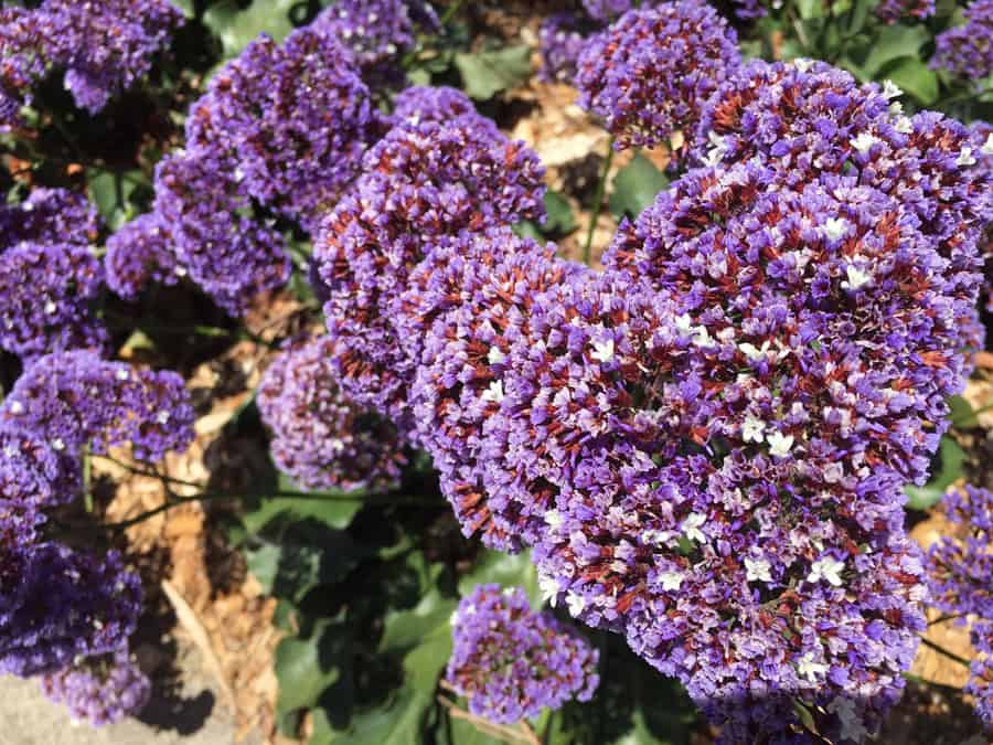 Closeup of limonium perezii in Surrey Hills landscape design