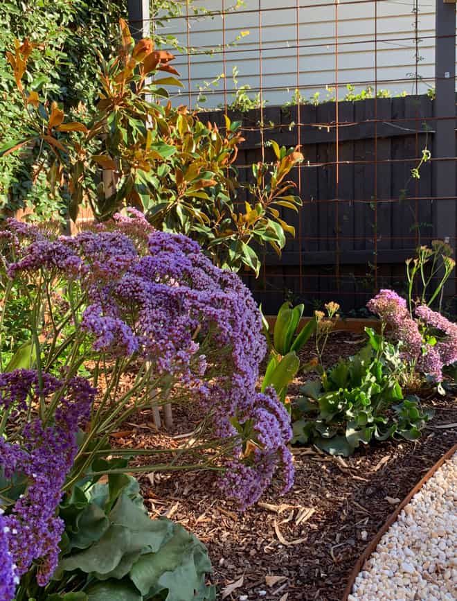 Limonium perezii in Surrey Hills landscape design