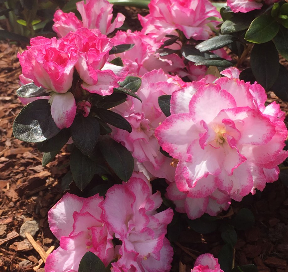 Pink and white azalea in Surrey Hills landscape design