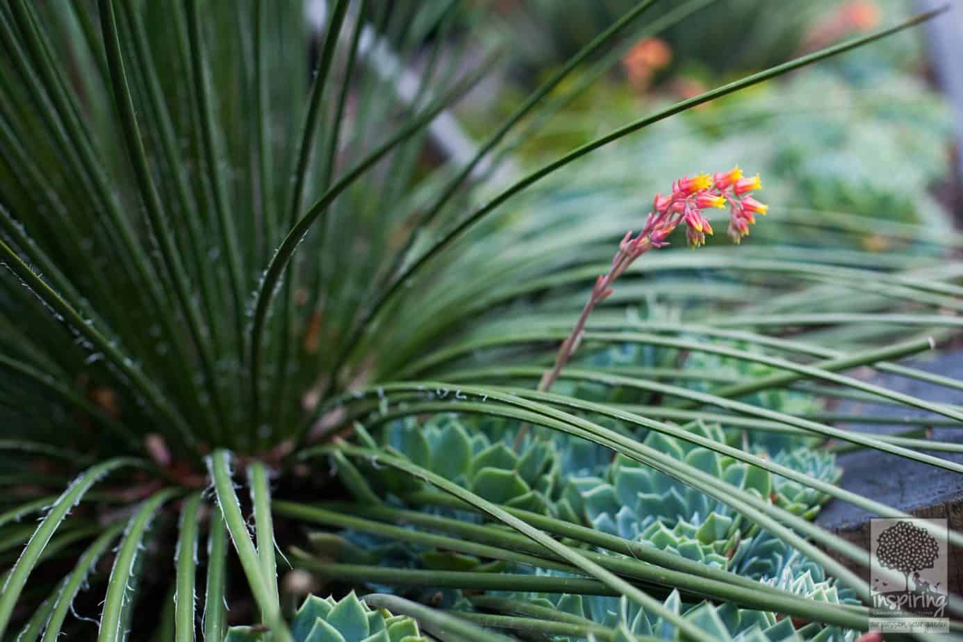 Close up of agave and echeveria succulents used in Vermont South landscape design