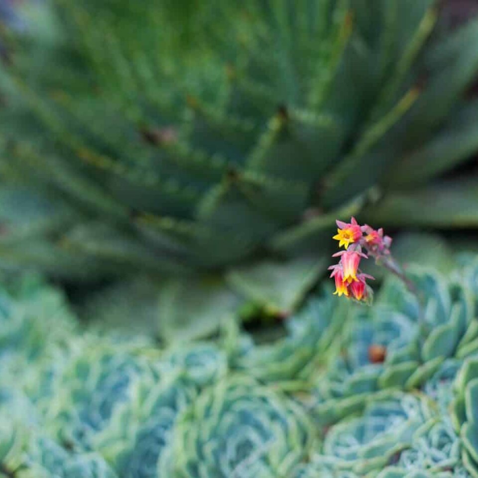 Image Not Found On Media Library