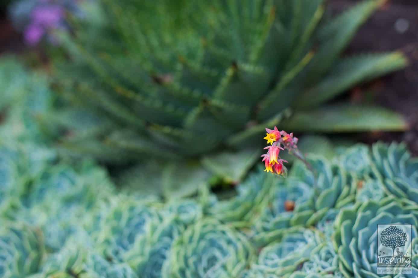 Close up of aloes and echeveria succulents used in Vermont South landscape design