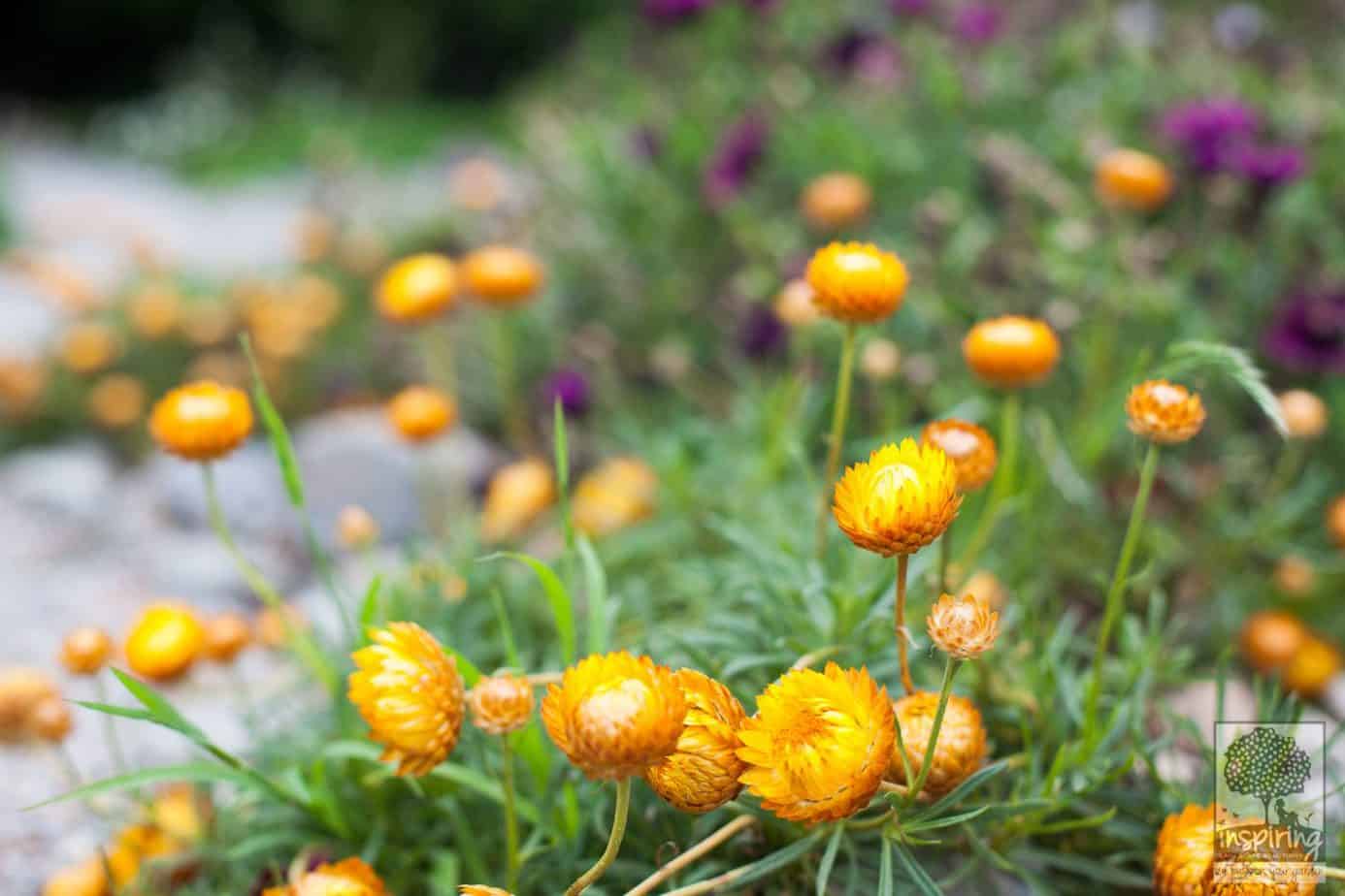 Paper daisies in Vermont South landscape design