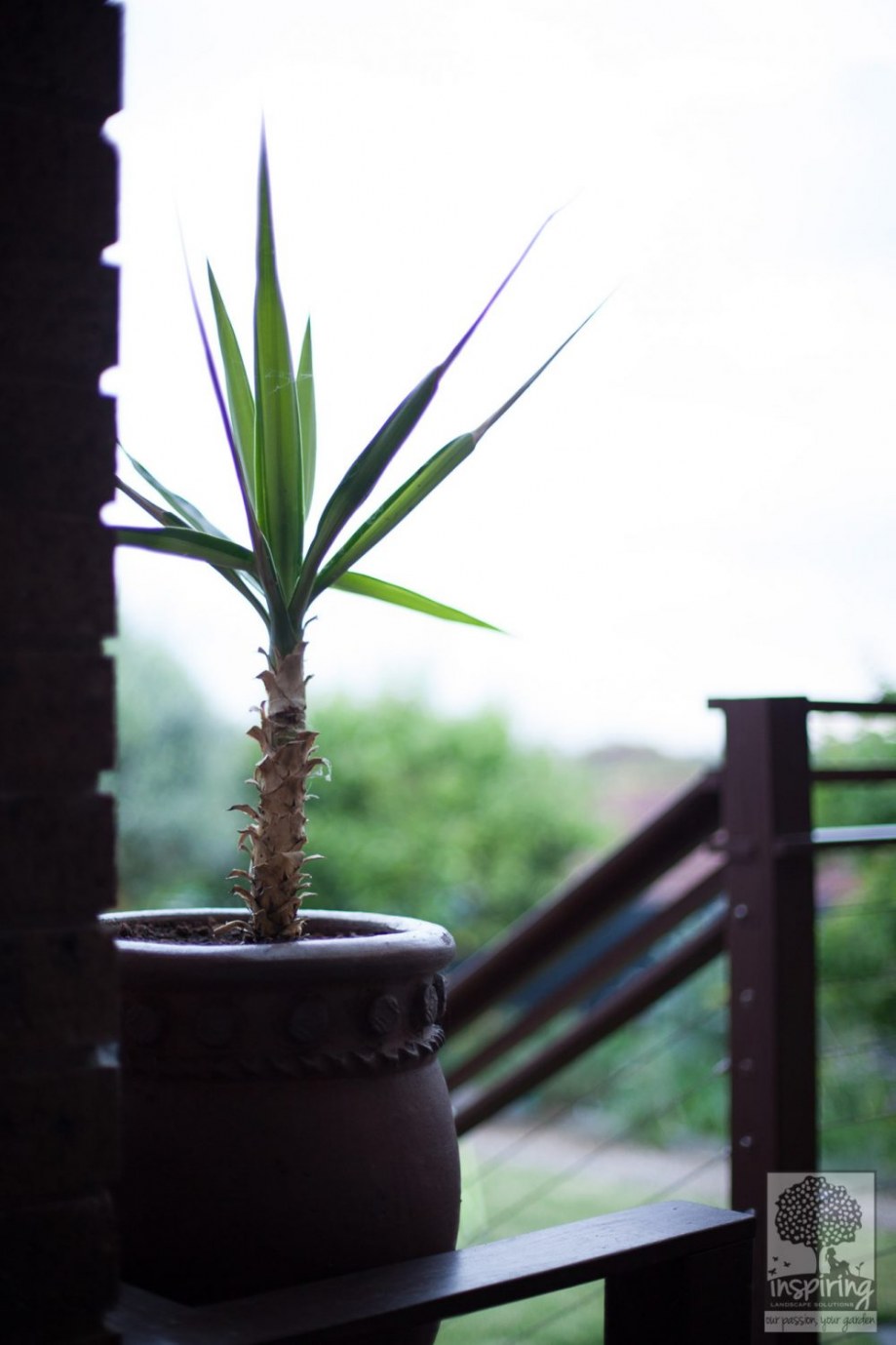 Yucca in pot in Vermont South landscape design