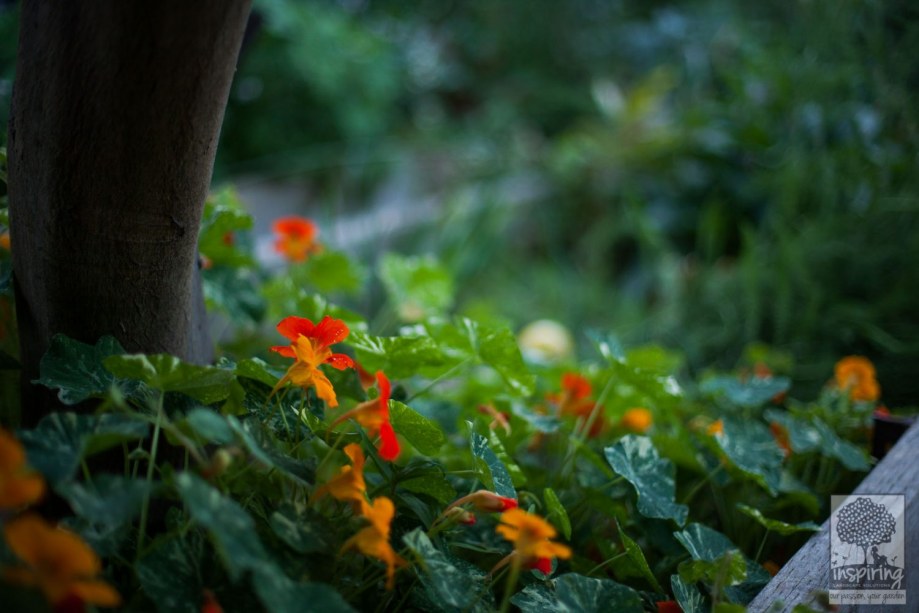 Nasturtiums in Vermont South landscape design