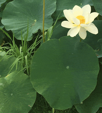 Closeup of white lotus in pond