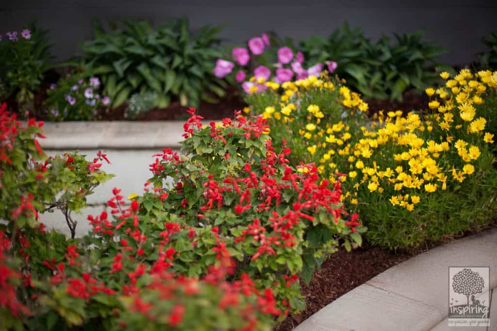 Bright flowers used around pool area in Brighton landscape design in Melbourne