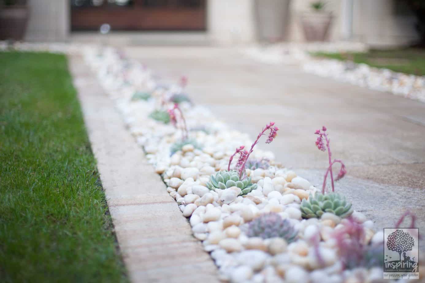 Closeup of succulents used in Brighton garden design front entry path
