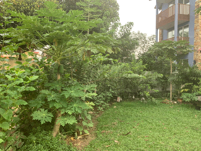 Edible backyard garden design in Kuala Lumpur with fruit trees and shrubs