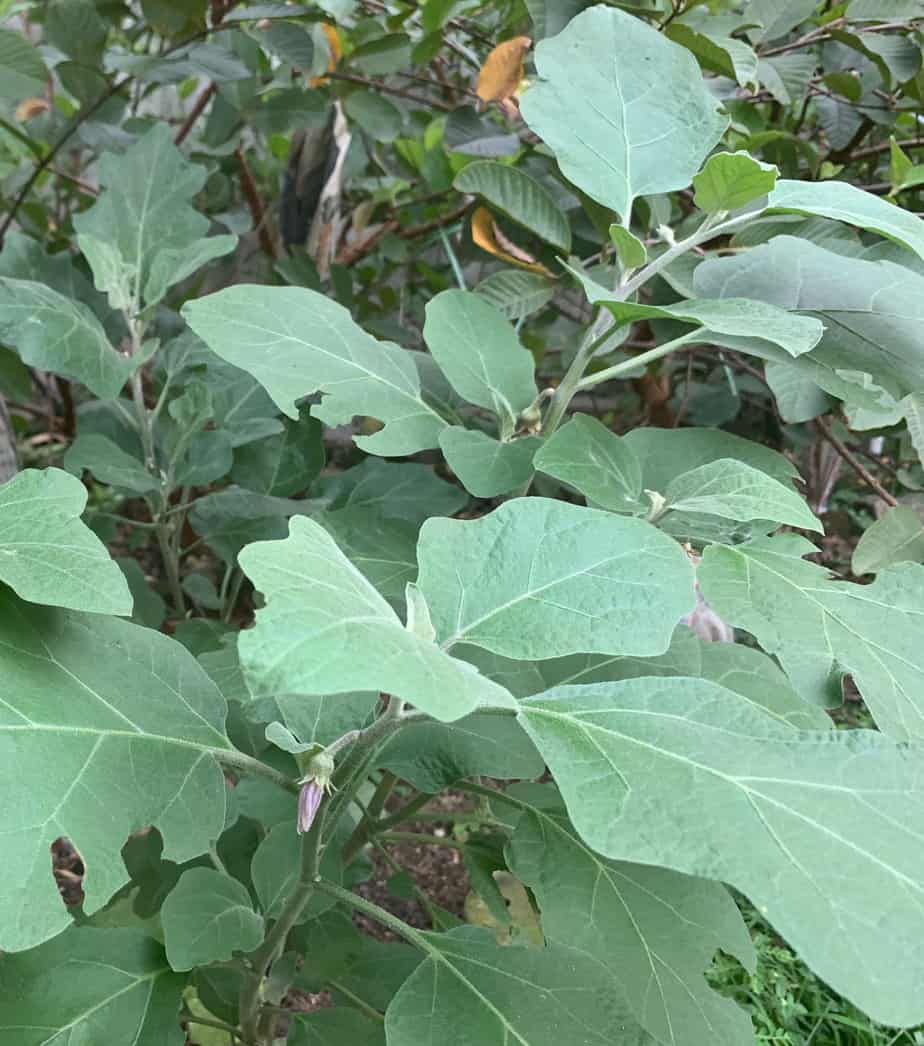 Closeup of eggplant used in the edible backyard garden design in Kuala Lumpur