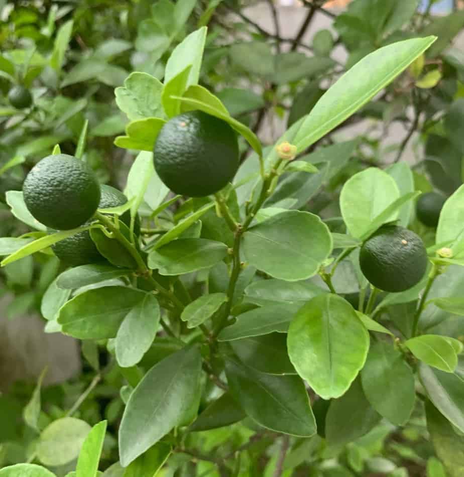 Closeup of limau kasturi used in the edible backyard garden design in Kuala Lumpur