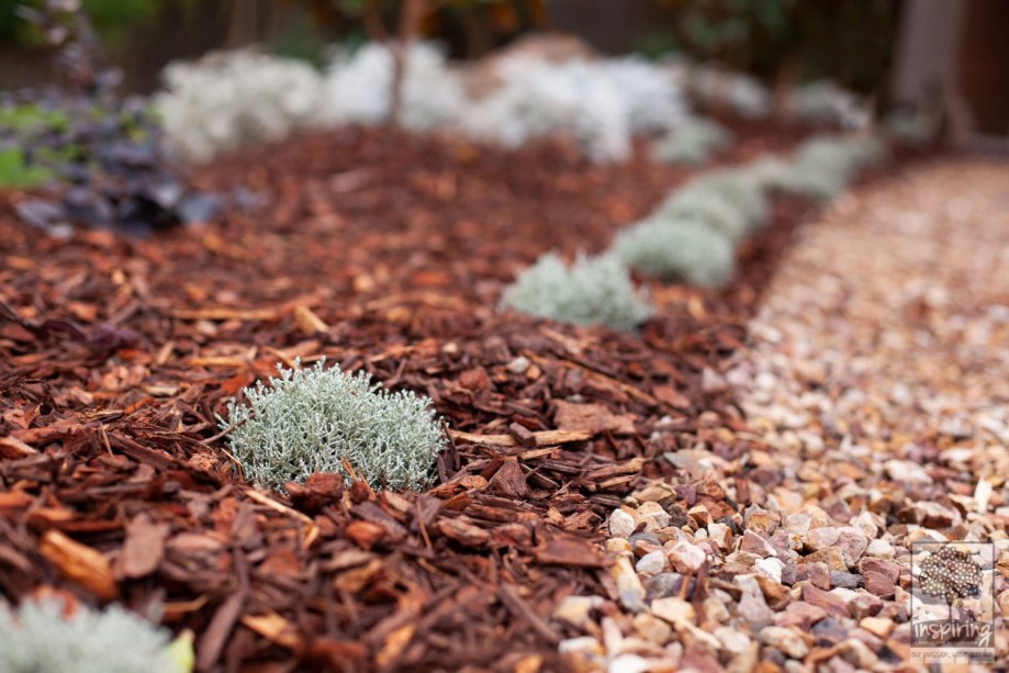 Leucophyta brownii in Vermont South landscape design