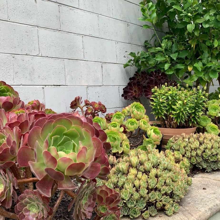 Aeonium patch in Brighton landscape design