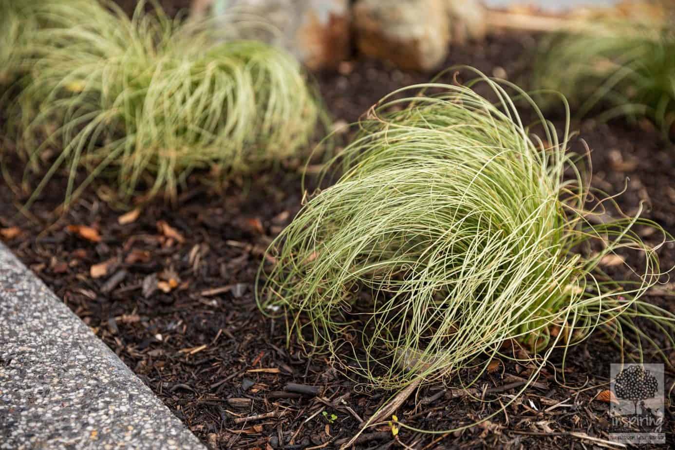 Carex albula frosty tops in Burwood landscape design by Inspiring Landscape Solutions