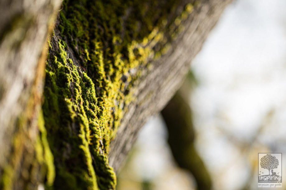 Moss on the elm tree in Burwood landscape design by Inspiring Landscape Solutions