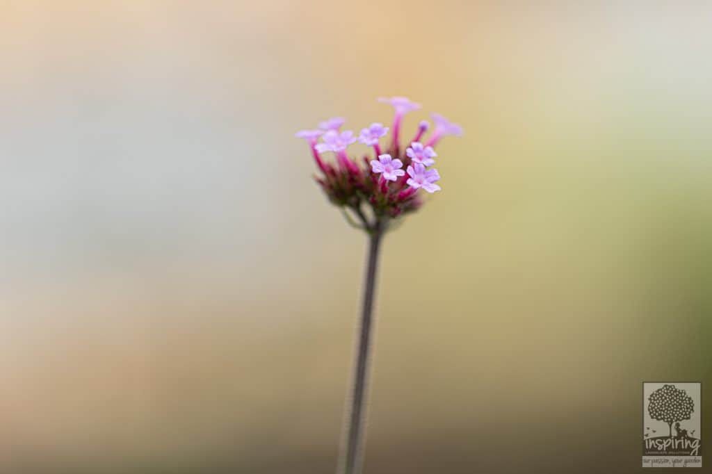 Close up of verbena in Burwood landscape design by Inspiring Landscape Solutions