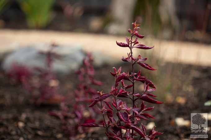 Close up of purple shrub in Burwood landscape design by Parveen Dhaliwal