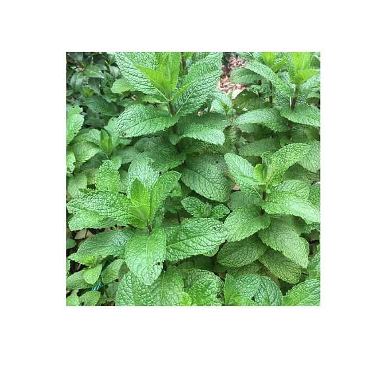 Closeup of mint in Vermont South garden design