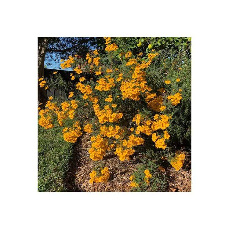 Closeup of passionfruit marigold in Vermont South garden design