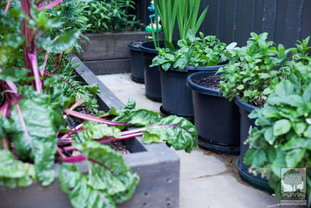 Urban food garden in productive part of Bundoora landscape design