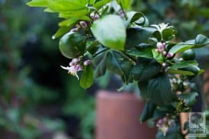 Closeup of lime espalier in Bundoora landscape design