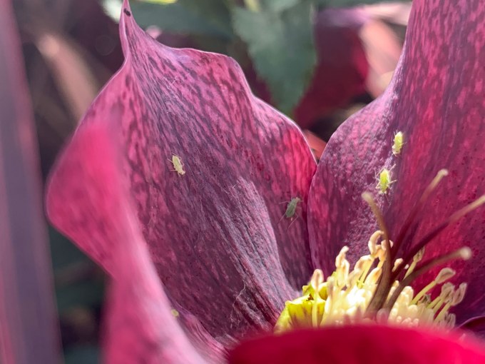 Aphids on helleborus. Landscape design Melbourne by Inspiring Landscape Solutions