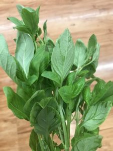 Picture of basil for your productive garden landscape design