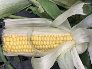 Picture of corn for your productive garden landscape design