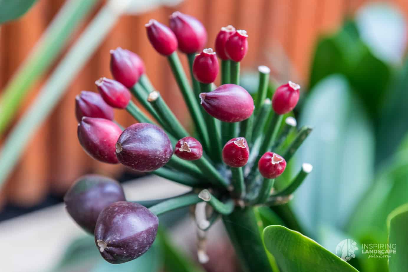 Clivia seed pods in Hawthorn East landscape design