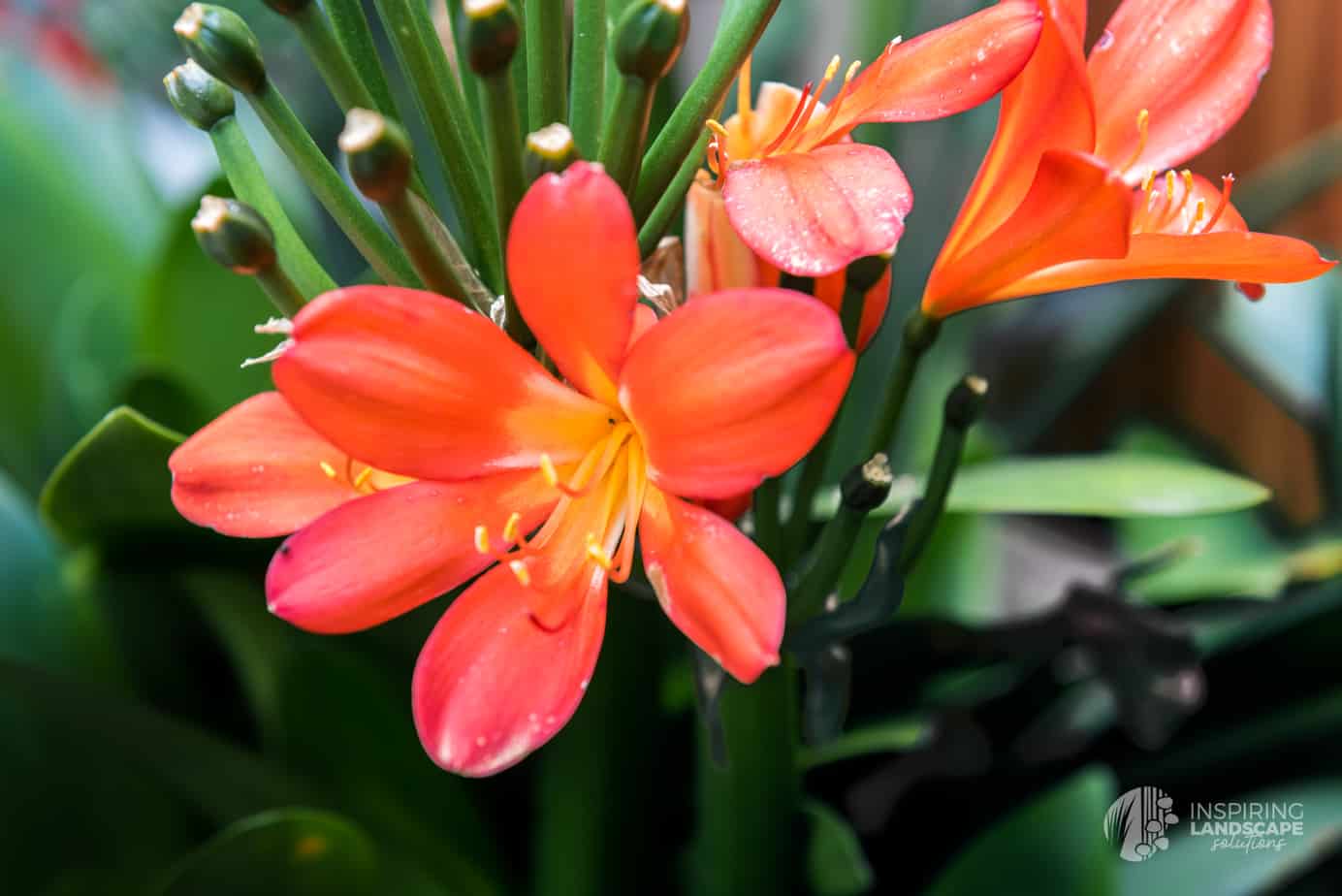 Clivia flowers in Hawthorn East landscape design