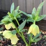 Yellow picotee hellebores in Vermont South landscape design by Parveen Dhaliwal