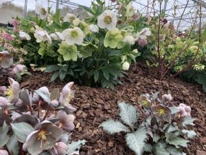 Various helleborus varieties for Melbourne