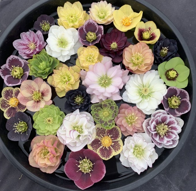 Helleborus flower range of colours from white to yellows, pinks, burgundy and black