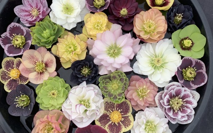 Helleborus flower range of colours from white to yellows, pinks, burgundy and black