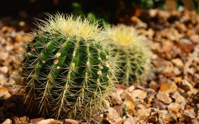 Barrel Cactus for Melbourne landscapes