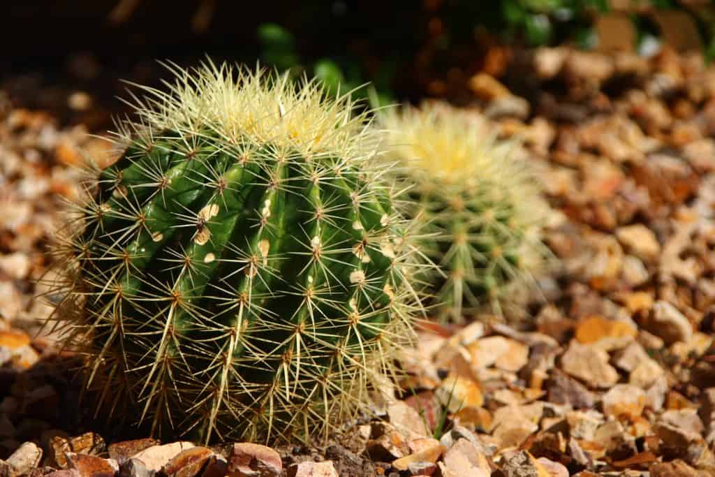 Barrel Cactus for Melbourne landscapes