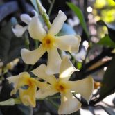 Jasminum asiaticum creeper for Melbourne garden design