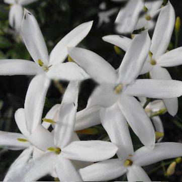 Jasmine creeper for Melbourne landscape design