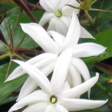 Jasmine creeper for Melbourne garden design