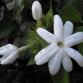 Jasmine creeper for Melbourne landscape design intolerant of frost