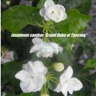 Jasminum sambac Grand Duke of Tuscany for garden design