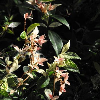 Jasmine creeper with variegated leaf for Melbourne garden design