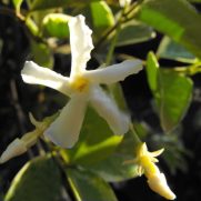 Variegated jasmine creeper for Melbourne garden design