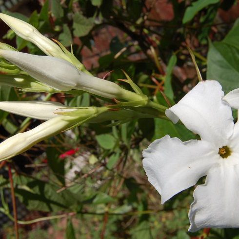 Mandevilla laxa creeper for Melbourne landscape design